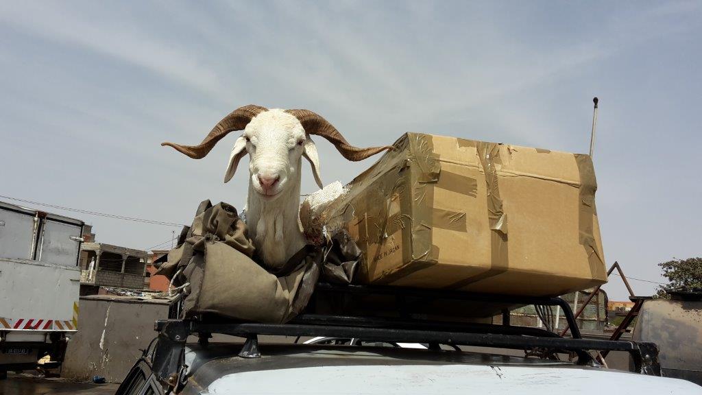 Guinée-Bissau - Forêts luxuriantes